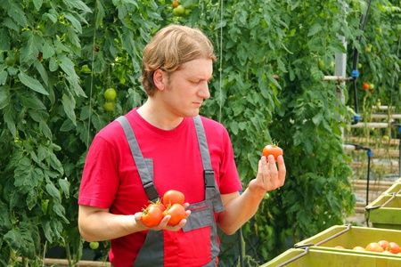 Farmer picking tomato in a greenhouseの写真素材
