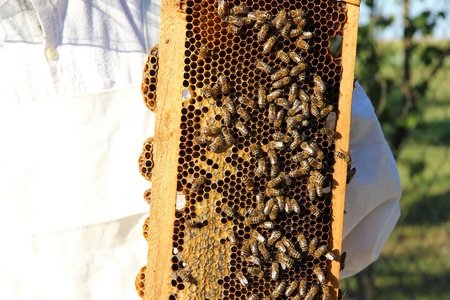 Beekeeper in actionの写真素材