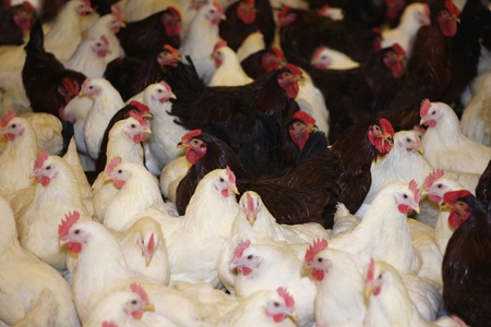 Chicken Farm, poultry production, young roosters and hensの写真素材