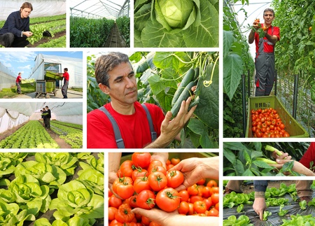 Greenhouse - tomato, cucumber, pepper, lettuce, cabbageの写真素材