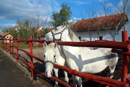 White horses on the farmの写真素材