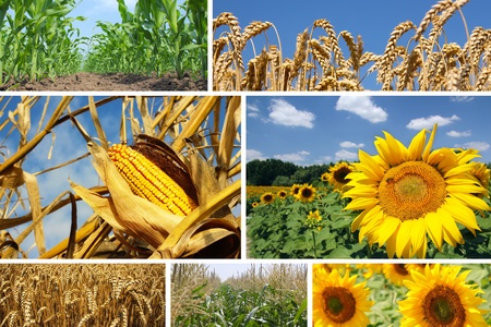 Corn, Wheat and Sunflower Collageの写真素材