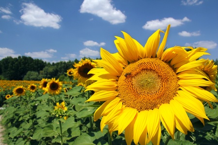 Sunflower and Beeの写真素材