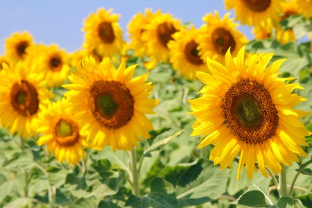 Sunflowerの写真素材