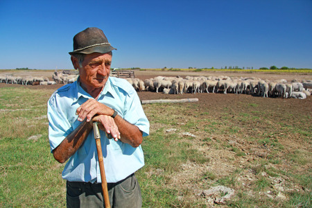 Shepherd with grazing sheep leaning on his stickの写真素材