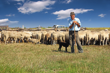 Shepherd with his dog and grazing sheepの写真素材