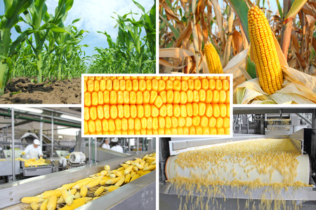 Corn production, collageの写真素材
