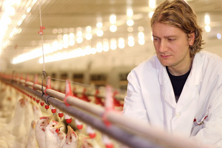 Farmer working on chicken farm Farmer working on chicken farm