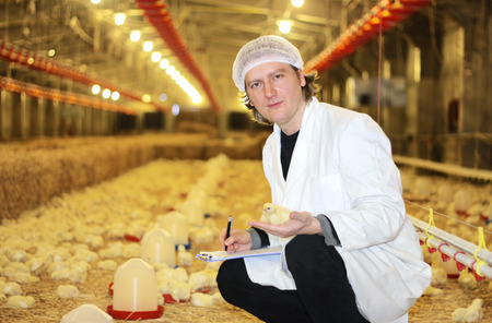 Veterinary care for small chickens on the farmの写真素材