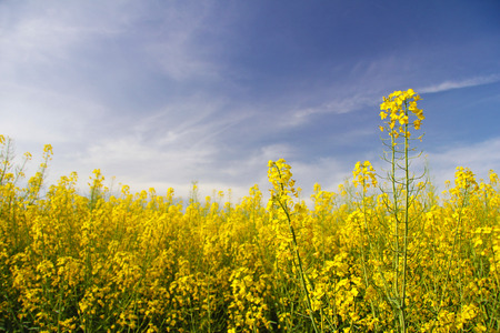 Rapeseed flowers in the fieldの写真素材