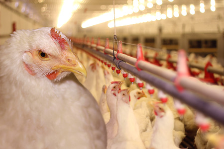 Chicken Farm, eggs and poultry production