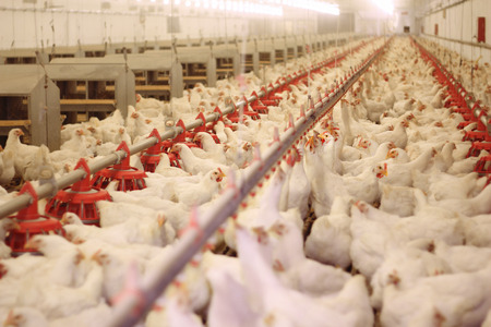 Chicken Farm, eggs and poultry production Chicken Farm, eggs and poultry production