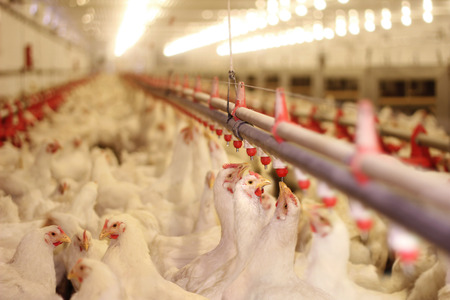 Chicken Farm, eggs and poultry production