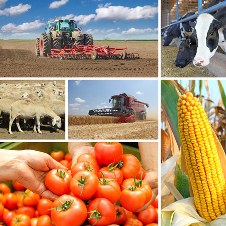 Agriculture - collage, food production, corn cob, wheat harvest, tractor planting, picking tomato, cows, sheepsの写真素材