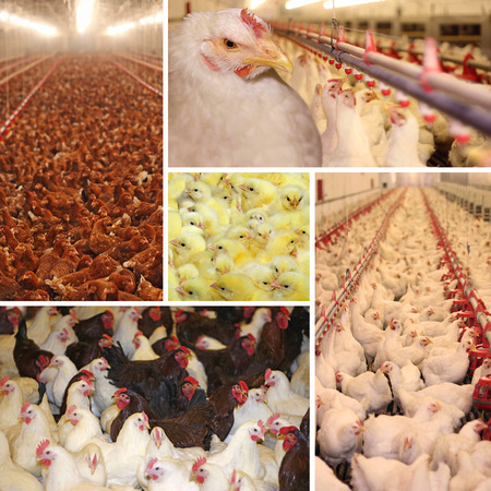 Chicken farm, poultry production - collageの写真素材