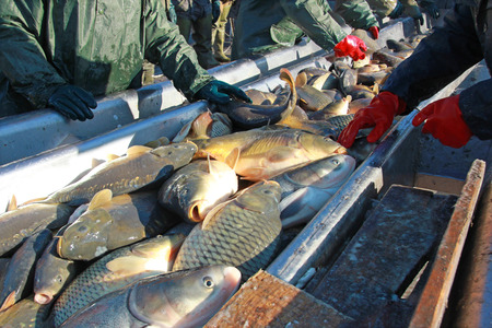 Catching and sorting a freshwater fish out of the fish pond