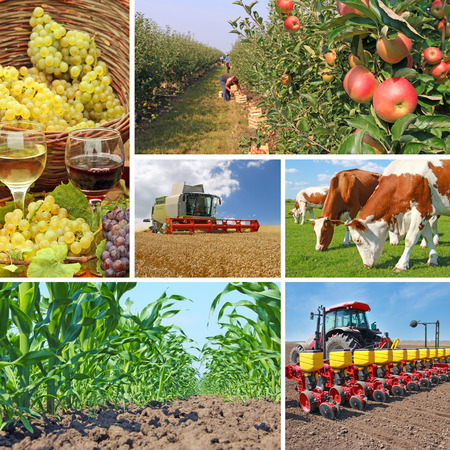 Agriculture - collage, food production - corn field, wheat harvest, tractor sowing, apple, cows on pasture, wine and grapes