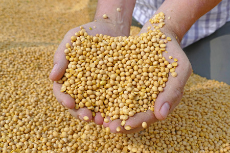 Soybean in a hand after good harvest of successful farmerの写真素材
