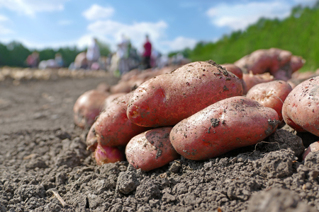 Harvesting potatoes on field, farm workers picking and transporting to the warehouseの写真素材