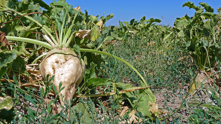 Sugar beet on agricultural field