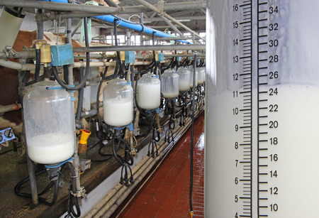 Milking cows on farm, working with dairy equipment. Filling bottles with milkの写真素材