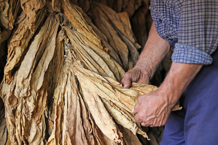 Senior farmer looking and controlling dry tobacco leaf in the dryerの販売画像