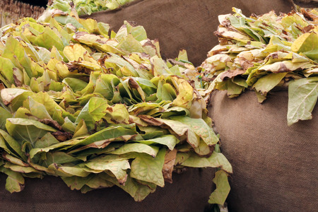 Tobacco leaves in a bags after harvestの写真素材