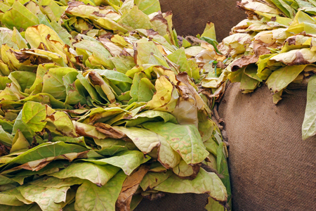 Tobacco leaves in a bags after harvestの写真素材