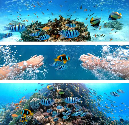 Underwater collage with diver swimming, exotic fishes and coral reef of the Red Sea, Clownfish, Bannerfish, Sergeant-major fish, Goldfish and other marine life near Hurghada, Egyptの写真素材