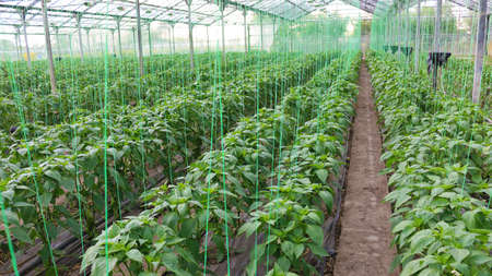 Pepper farming - growth of bell pepper plants inside a greenhouseの写真素材