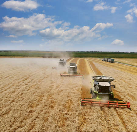 Aerial view of wheat harvest. Landscape view from above taken from a drone, three combine harvesters working on wheat fieldの写真素材