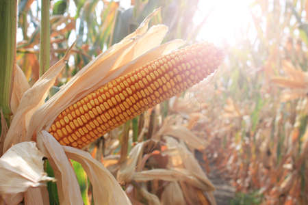 Ripe corn cob in the field is dry and ready for harvest, sun shines through the leaves and stemsの写真素材