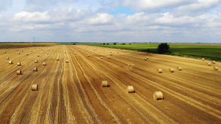 Aerial view crop wheat rolls of straw in field. Landscape view from above taken from a drone after wheat harvested. Agriculture farm rural aerial, bread production conceptの写真素材
