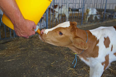 Farmer feeding baby animal simmental calf with milk from bucket with pacifier. Feeding newborn...