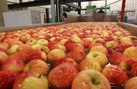 Apples floating in a sort of water conveyer, washing and grading in a fruit packing warehouseの写真素材