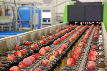 Clean fresh apples moving on conveyor sorting and grading by the machine in a fruit packing warehouseの写真素材