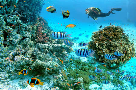 Underwater scene with exotic fishes and coral reef of the Red Sea, Clownfish, Bannerfish, Sergeant-major fish, Goldfish and other marine life near Hurghada, Egyptの写真素材