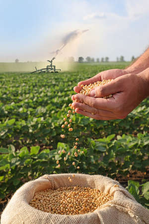 Soybean grain in a hands of successful farmer, in a background watering green soybean field, agricultural concept. Close up of hands full of soybean grain in jute sackの写真素材