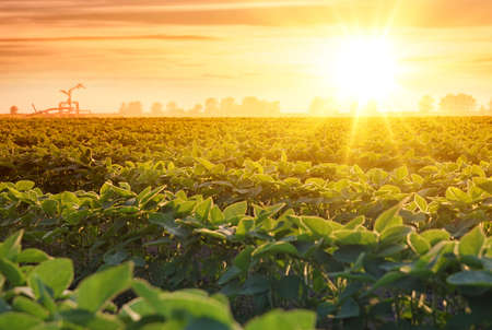 Irrigation system on agricultural soybean field, rain gun sprinkler on helps to grow plants in the dry season, increases crop yields. Landscape beautiful sunsetの写真素材