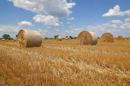 Crop wheat rolls of straw in a field after wheat harvested in agriculture farm, landscape rural scene, bread production concept, beautiful summer sunny day clouds in the skyの写真素材