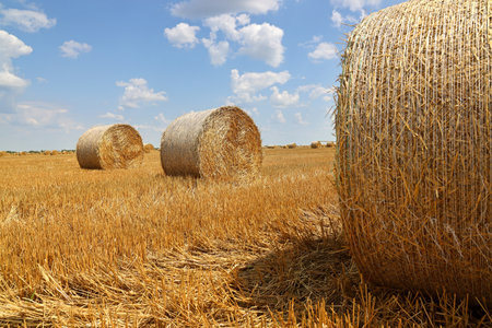 Crop wheat rolls of straw in a field after wheat harvested in agriculture farm, landscape rural scene, bread production concept, beautiful summer sunny day clouds in the skyの写真素材