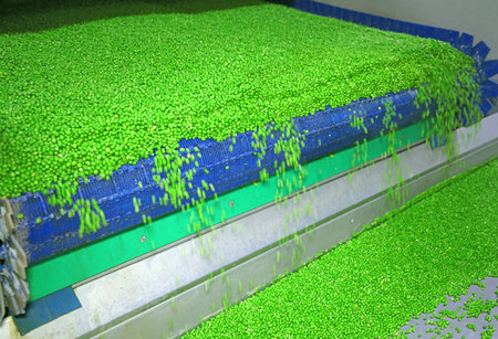 Peas on a conveyor in food processing plant. Close up of transport green peas grain on a conveyor for washing and sorting in food factoryの写真素材