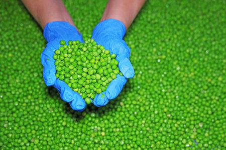 Woman holds a bunch of peas in her hands in food processing plant. Transport peas grain on a conveyor, industrial productionの写真素材