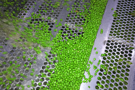 Peas on a conveyor in food processing plant. Close up of transport green peas grain on a conveyor for washing and sorting in food factoryの写真素材