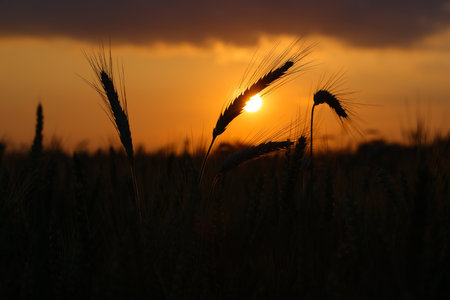 Sunset over the wheat field. Shallow depth of field.の写真素材