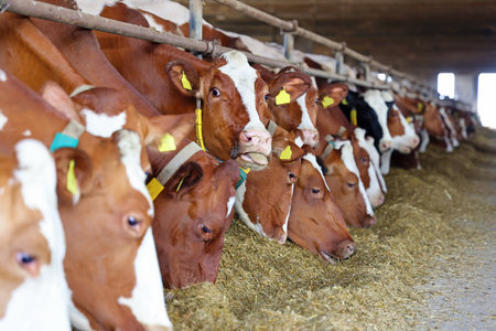 Herd of cows on a dairy farm. Cowshed.の写真素材