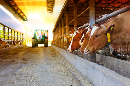 Cows in the cowshed at the farm, animal husbandryの写真素材