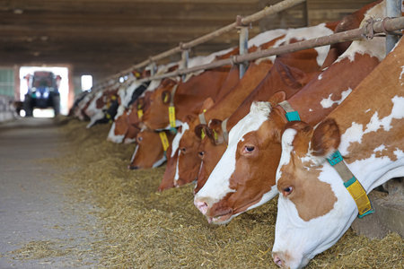 Cows in a farm. Dairy cows in a farm. Cowshed.の写真素材