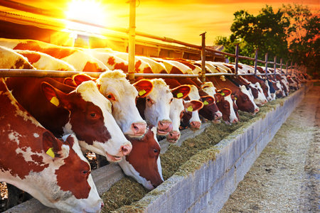 Herd of cows on a farm in the rays of the setting sunの写真素材
