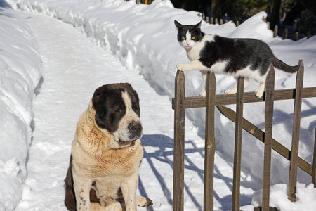 A cat and a dog sit on the fence in the snow.